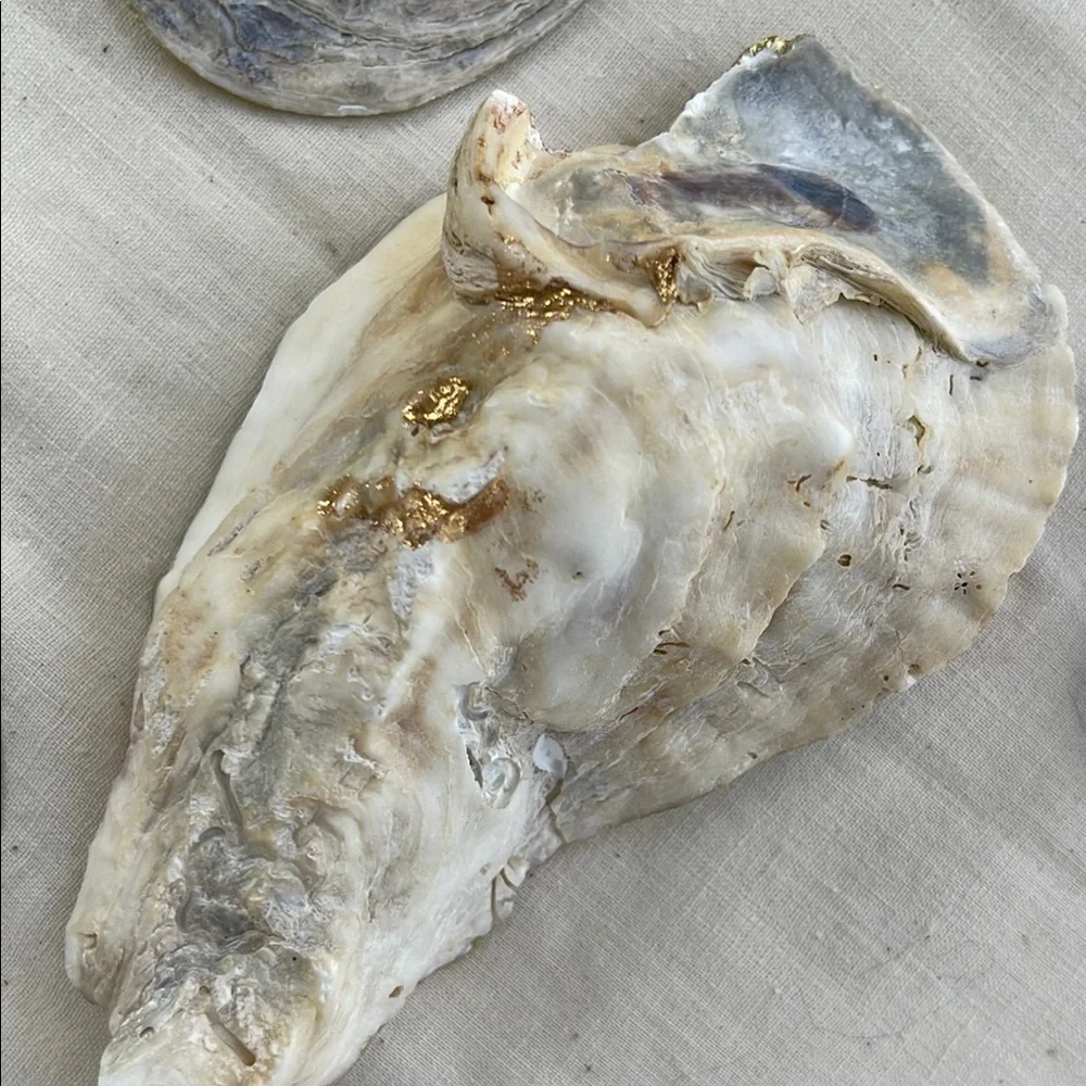 Decorative Fish-Themed Shells Gold Trim